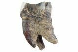 Fossil Woolly Rhino (Coelodonta) Tooth - Siberia #370956-1